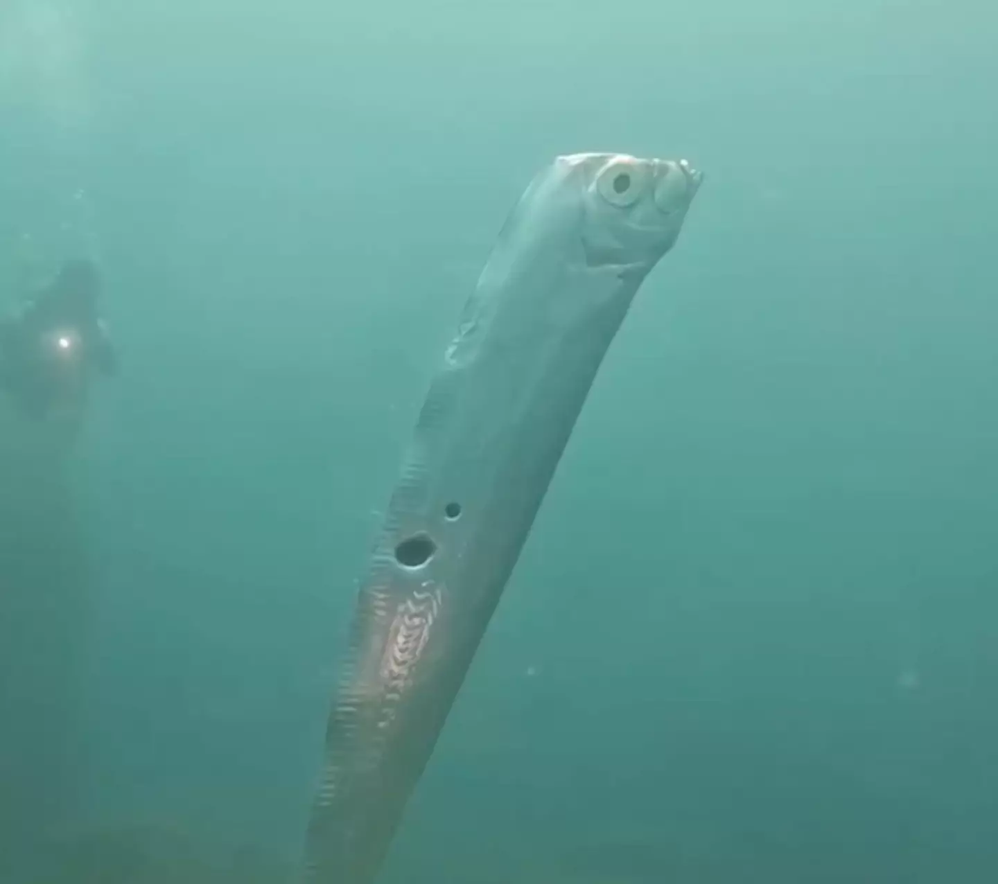 Wang Cheng-Ru hoped the fish wasn't a 'bad omen'.