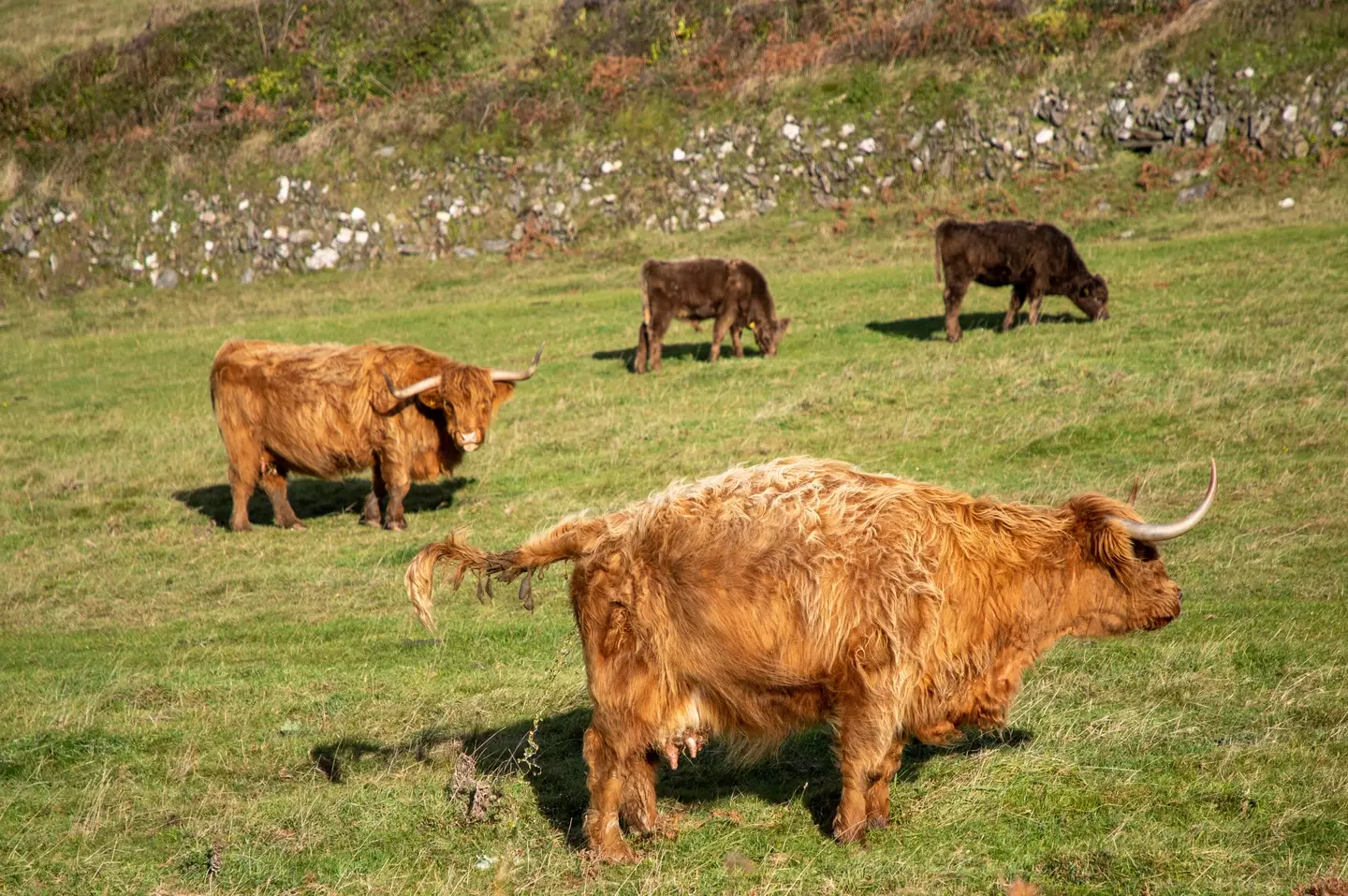 Researchers watched loads of different animals peeing for the study (Getty Stock Image)