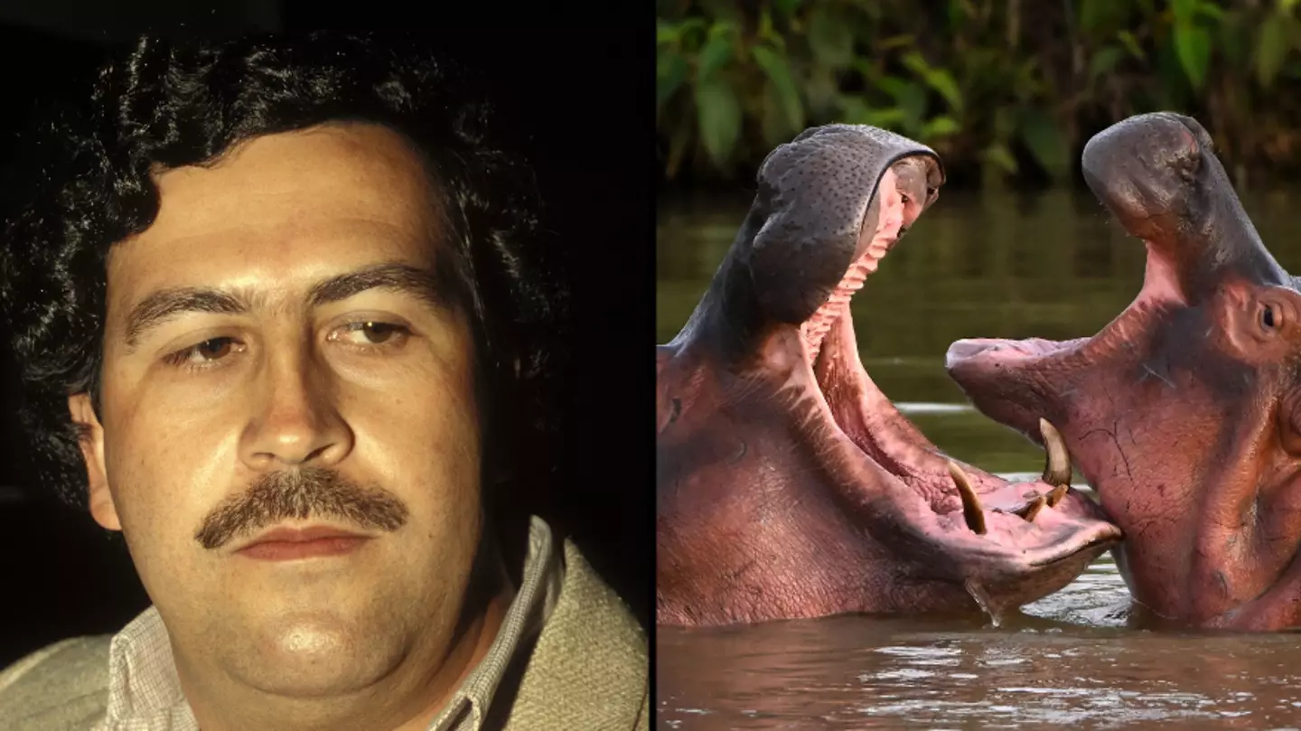 Colombia decides to euthanise Pablo Escobar’s herd of cocaine hippos
