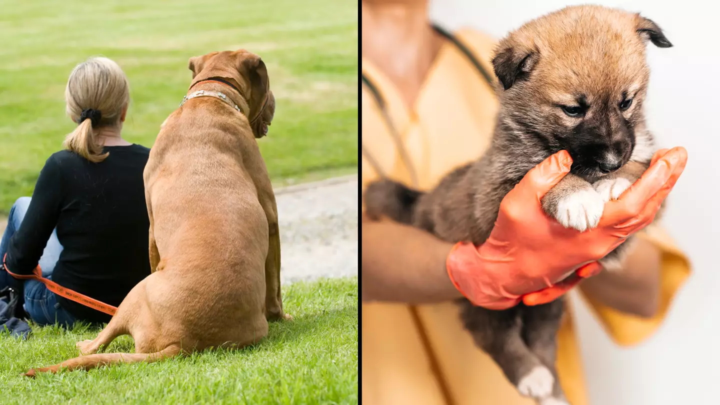 Vet technician begs pet owners to stay with their animals when they're getting euthanised