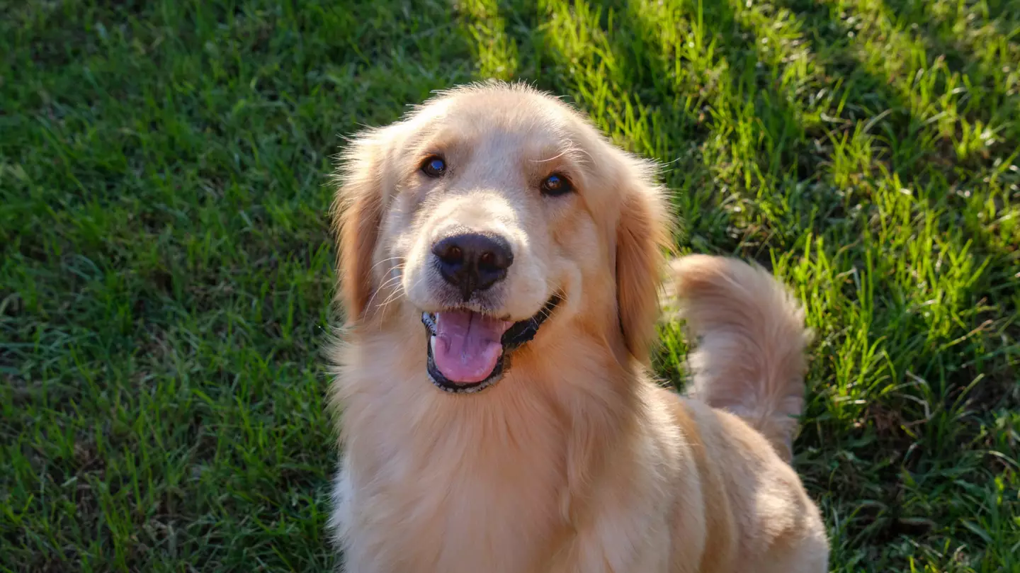 Drug that could 'extend life' of dogs set to be available by 2026