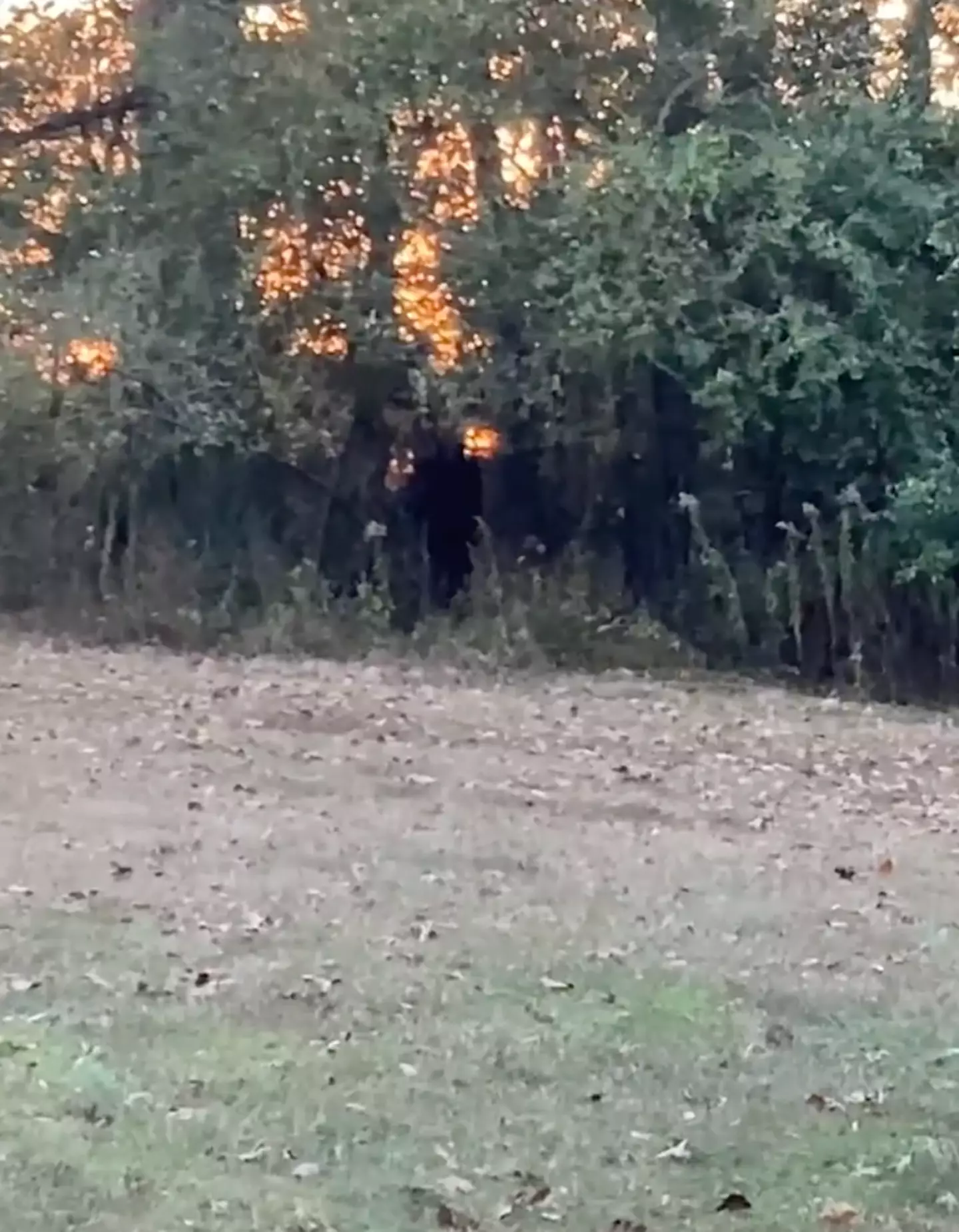 The footage shows a large black figure.
