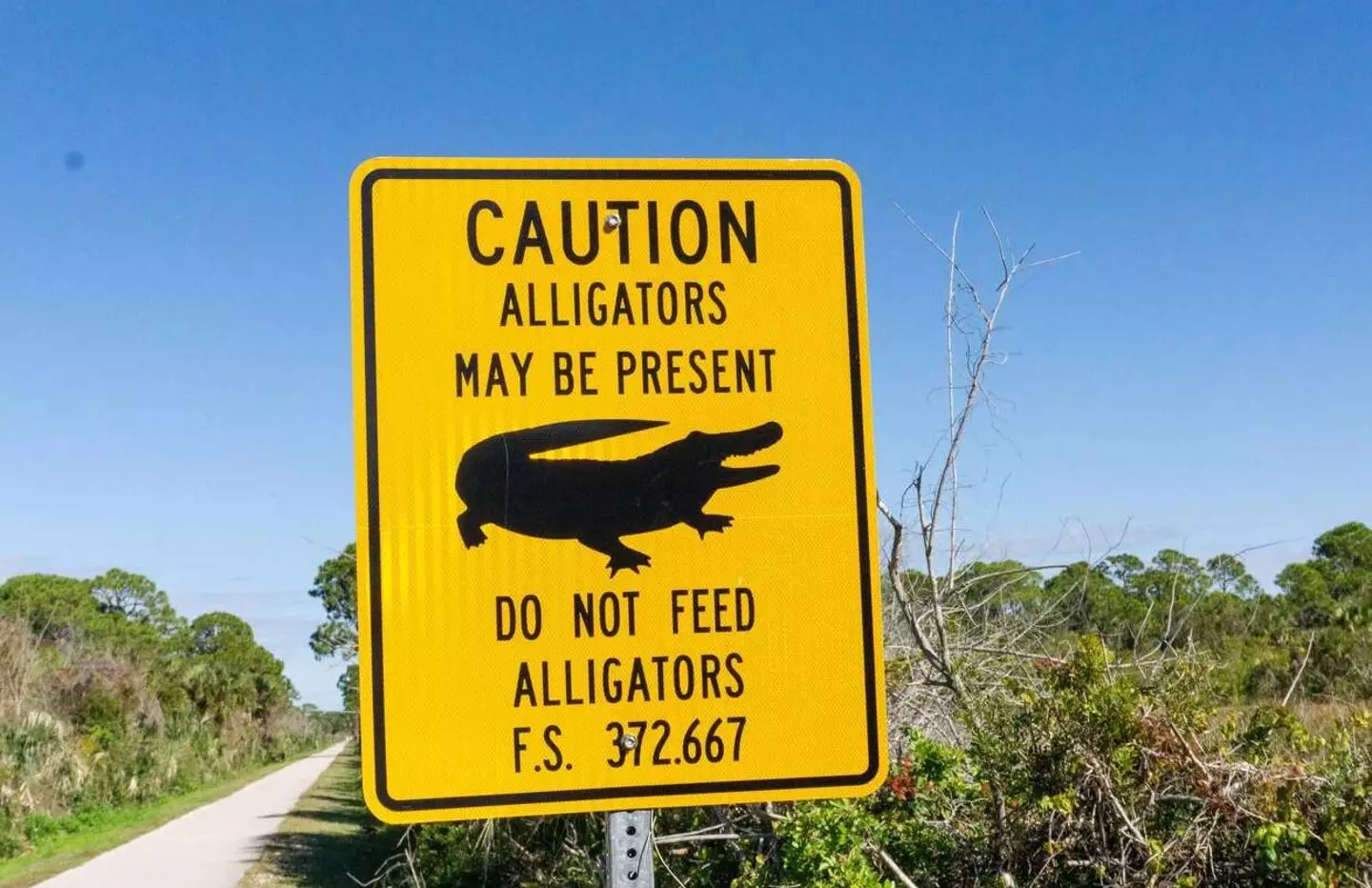 Alligator warning sign.