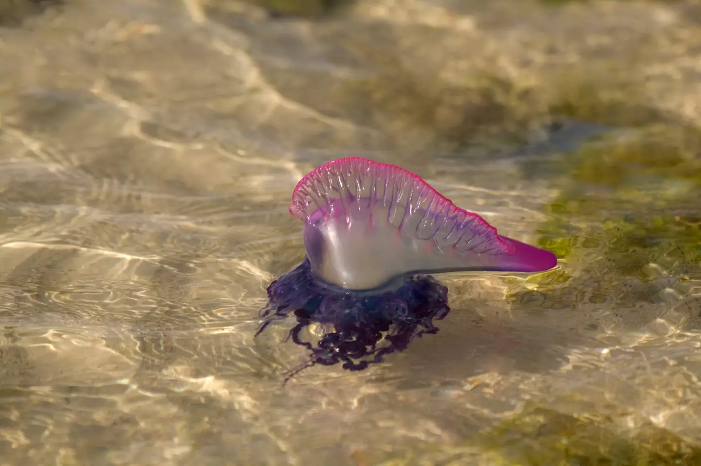 Terrifying to look at (Getty Stock Image)