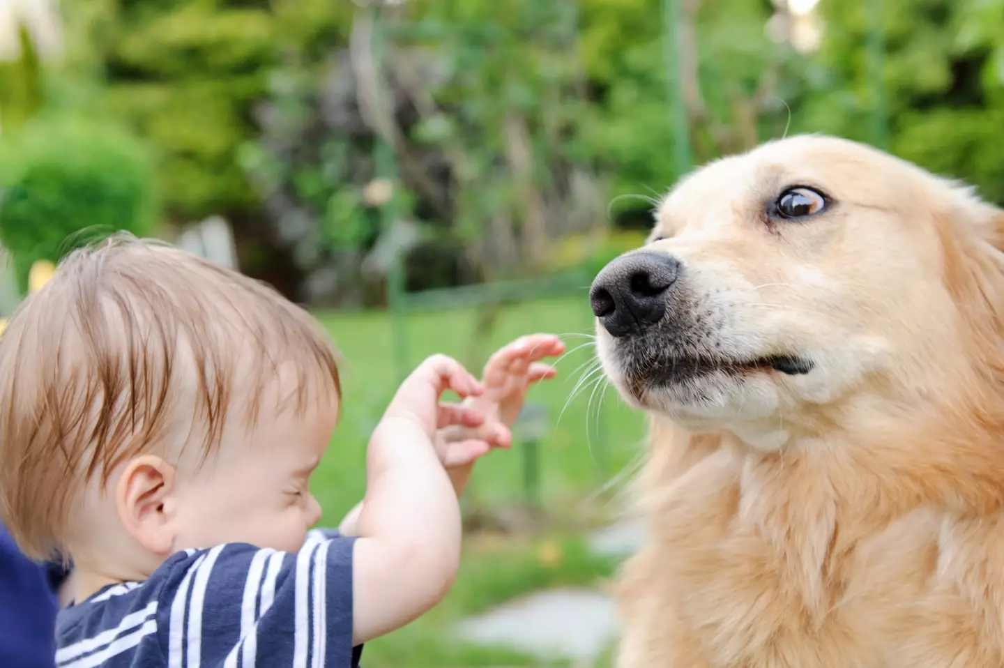 If you think you see your dog giving you 'whale eye', your job is to figure out what's bothering them.