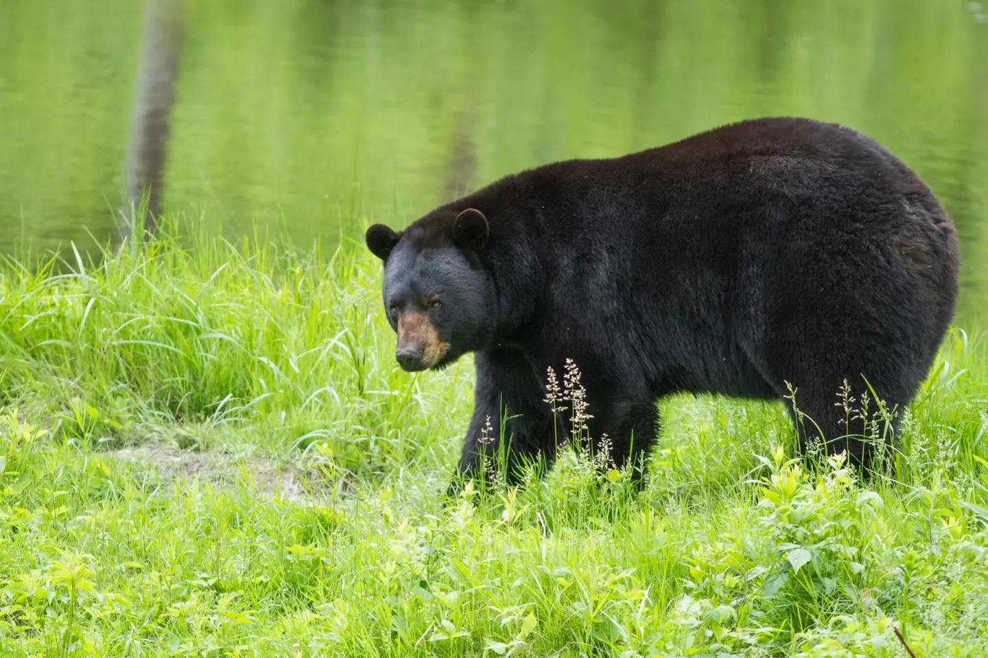 A black bear approached Altha in her garden.