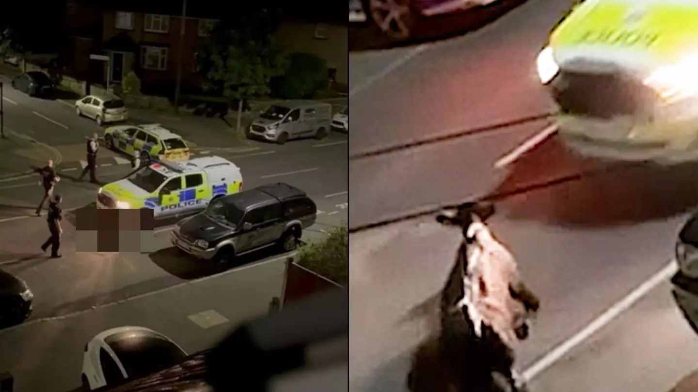 Major update on escaped cow rammed into twice by police car in footage that shocked nation