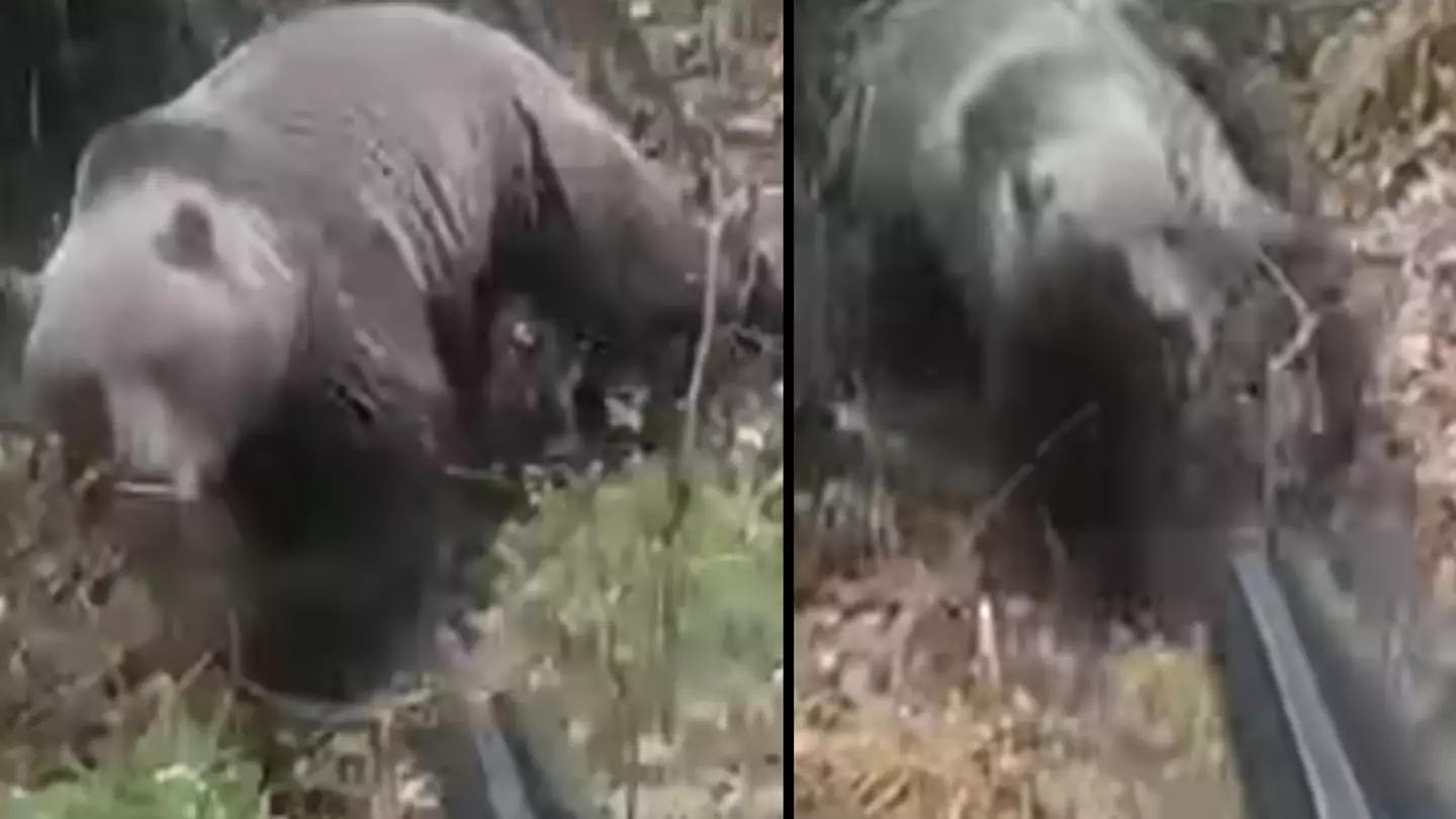 Man praised for how he dealt with being face-to-face with a bear