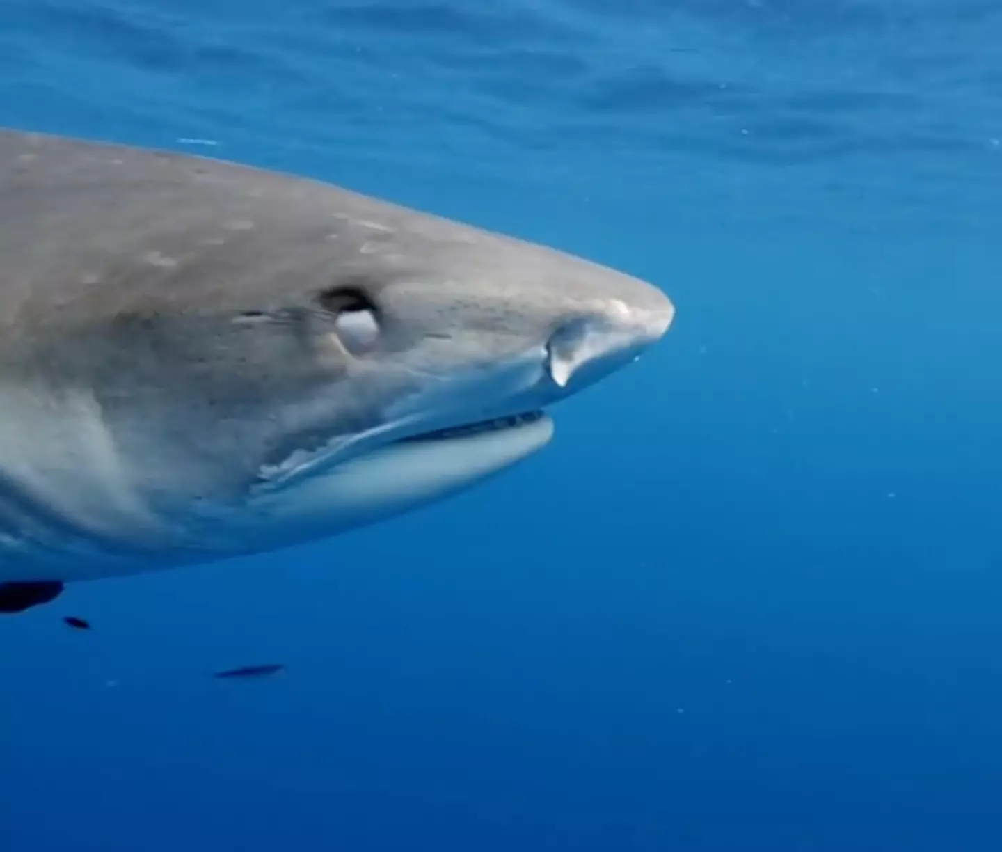 A shark blinking or showing the white of their eyes doesn't mean they're about to attack.