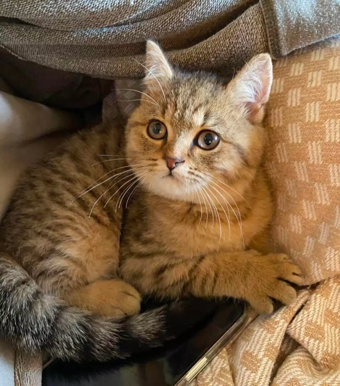 Otto (Credit/Facebook)