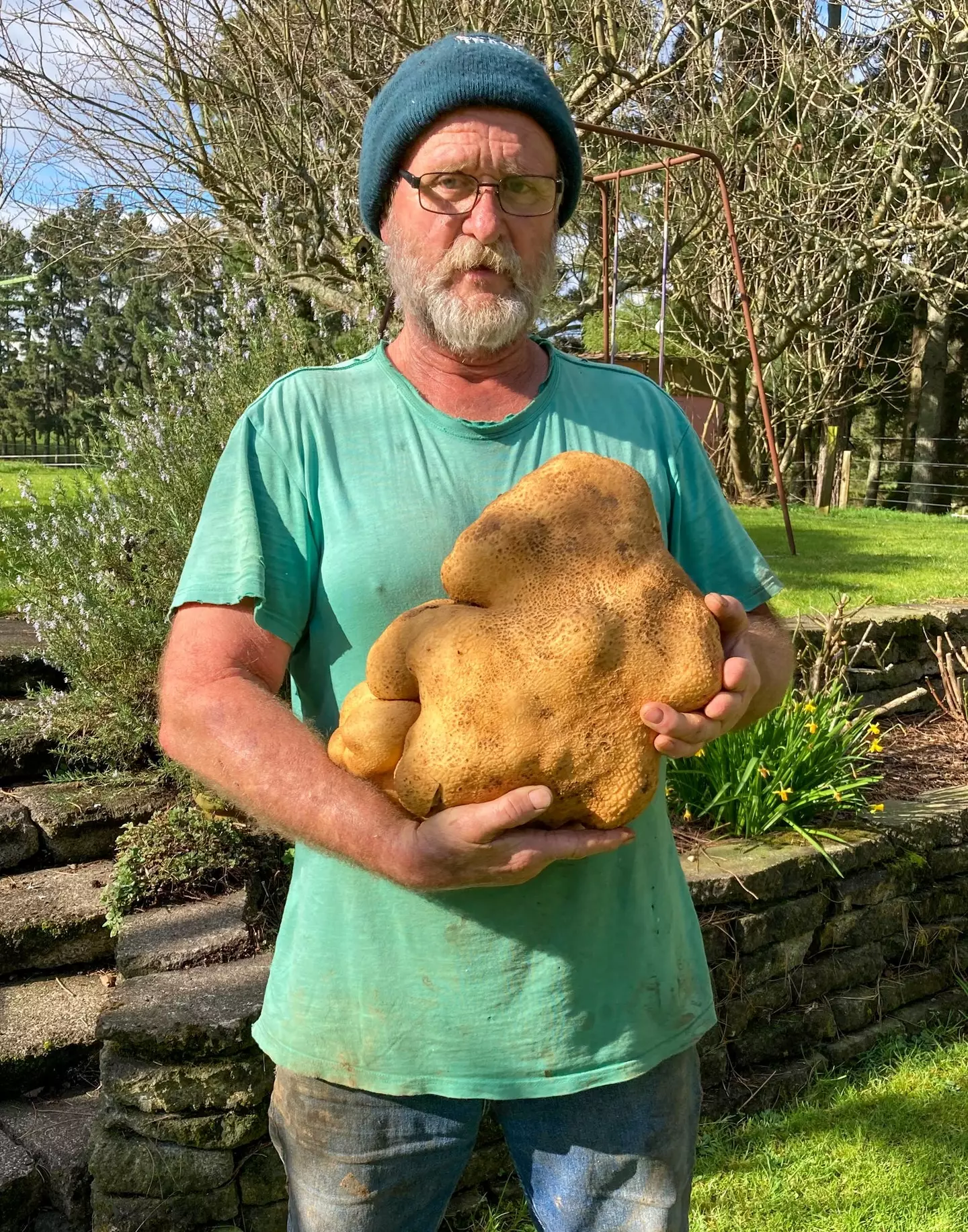 The world’s largest potato is scheduled to undergo DNA testing in Scotland (AP).