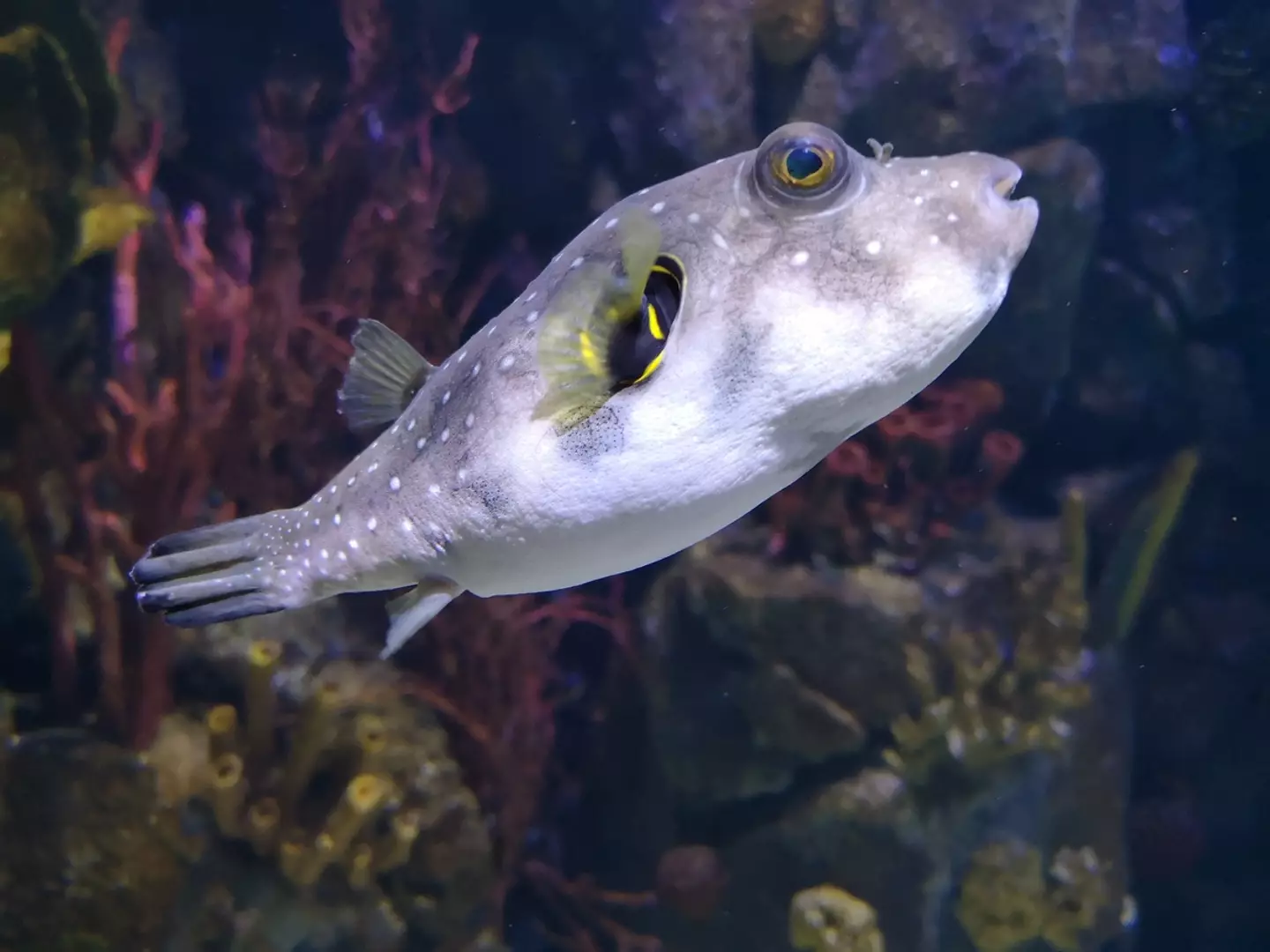 Fugu contains tetrodotoxin, which is said to be 10,000 more deadly than cyanide.