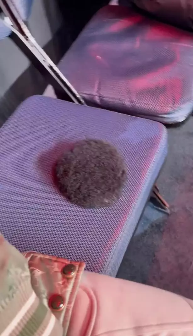 Wardley shared a clip showing how he took custody of the toupee while Miller finished the fight (X/@FabioWardley)