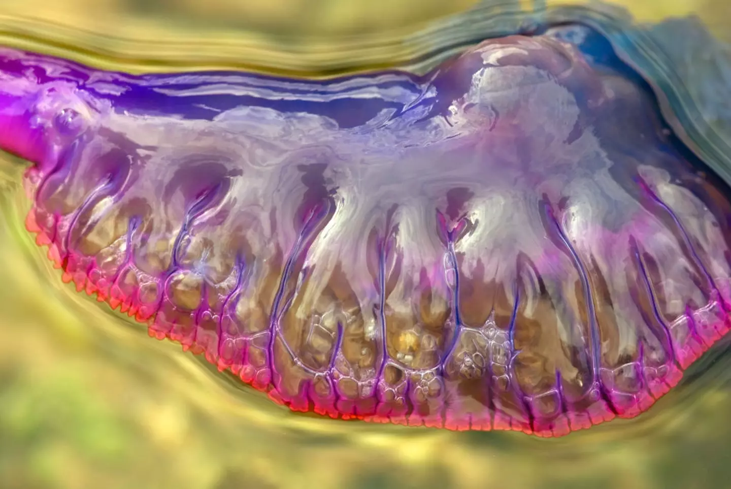 The odd-looking sea creatures pack a punch in their stings (Wild Horizons/Universal Images Group via Getty Images)