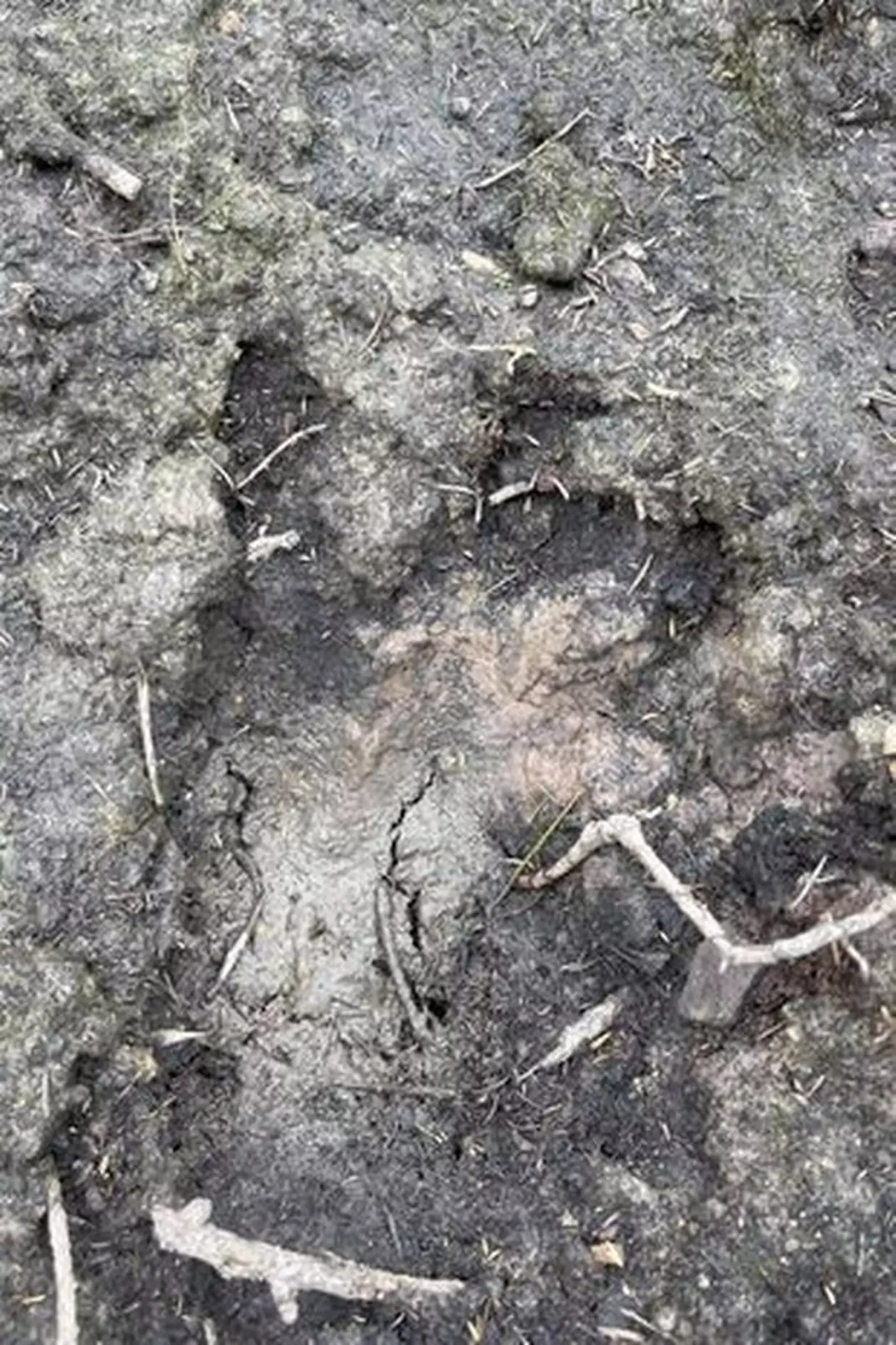 Ben also found footprints on the North Yorkshire Moors.