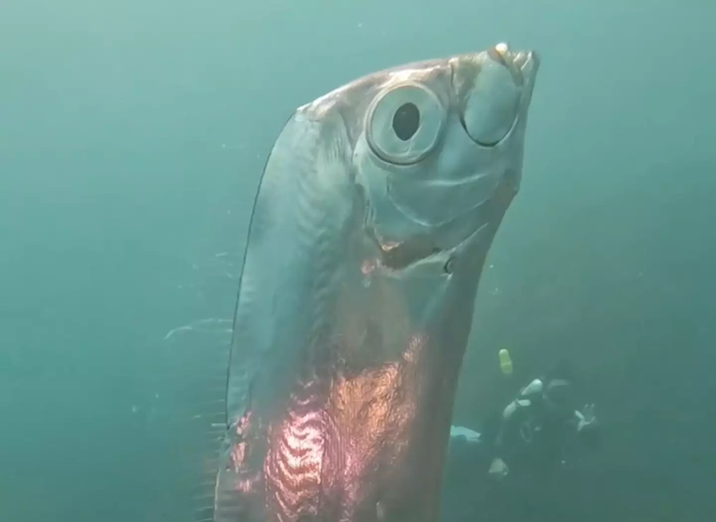 The fish was spotted off the coast of Taiwan.