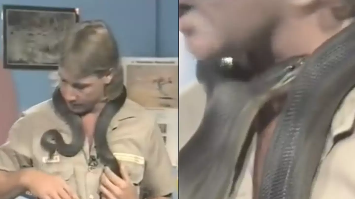 Steve Irwin gets bitten by snake on live TV and tells cameraman to zoom in instead of panicking