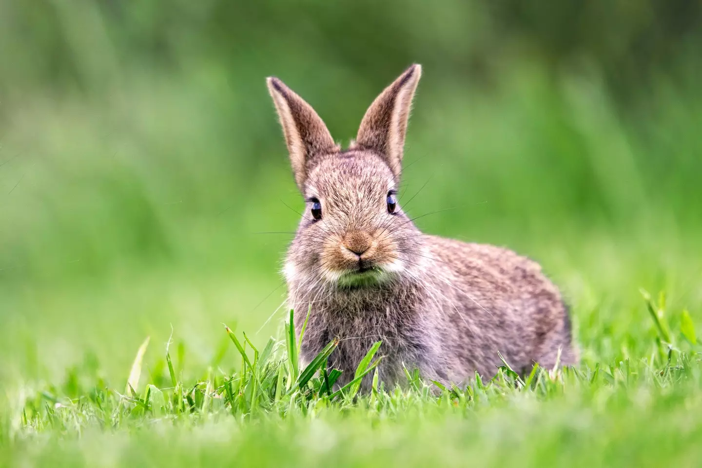 They also used a rabbit, monkey, and dog as part of the initial experiment (Getty Stock Image)