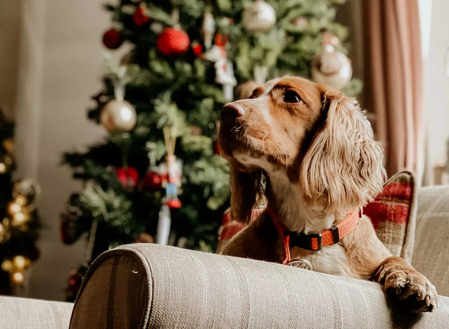 Avoid giving dogs food with high fat and salt content.