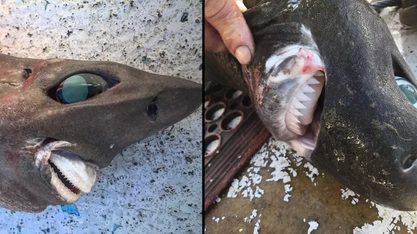 Terrifying deep-sea shark caught by fisherman
