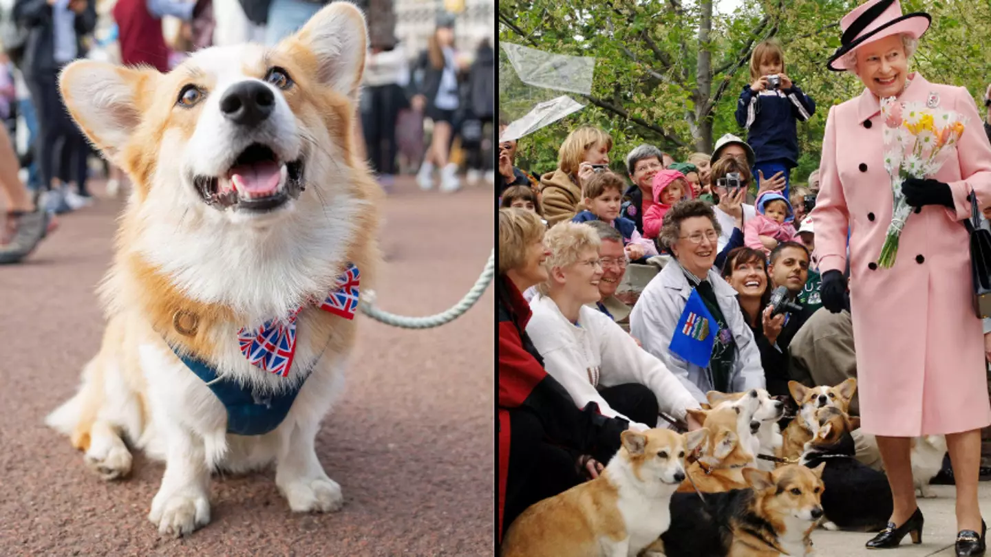 Corgi owners are saying their dogs have been ‘acting differently’ since the Queen died