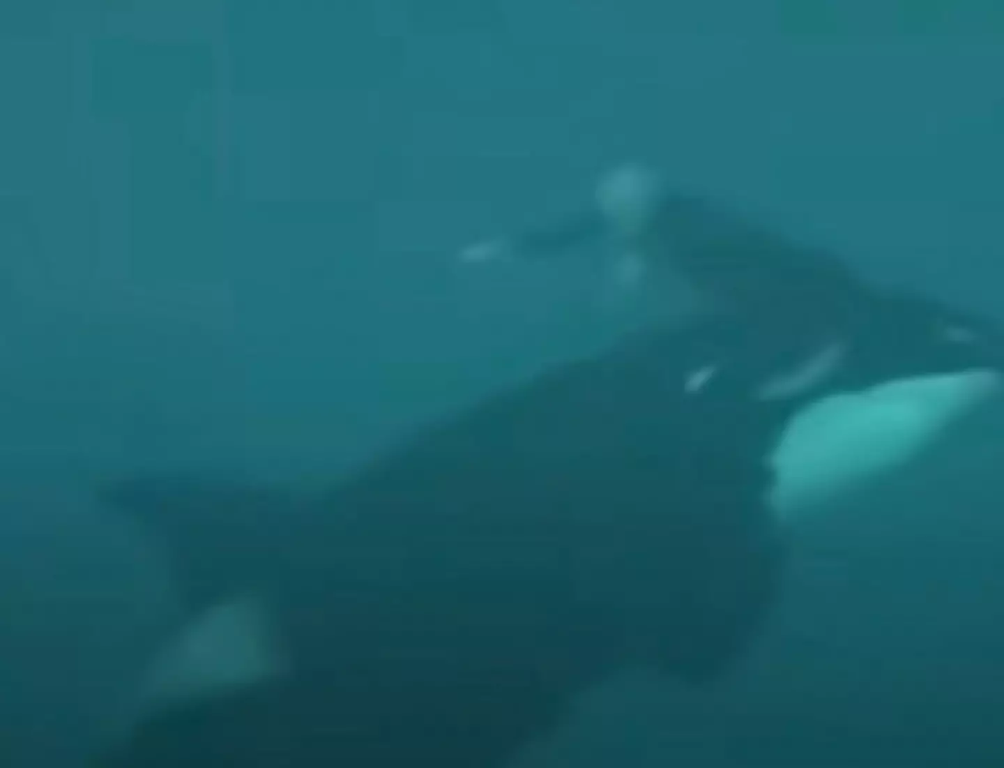 Shortly after Peters entered the water with Kasatka, the situation turned south.