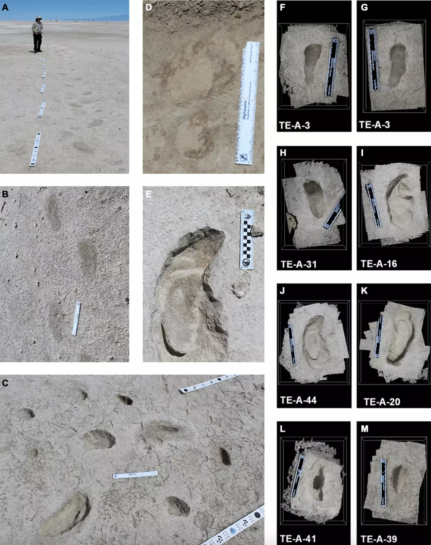 It was suggested that humans may even have hunted the sloths (Science Advances)