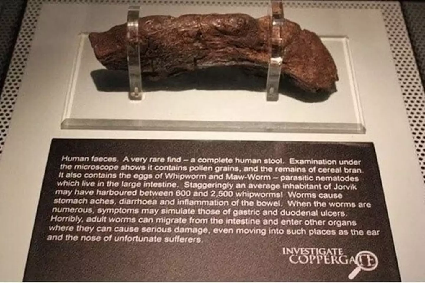 Largest poo ever recorded shows diet of man responsible over a thousand
