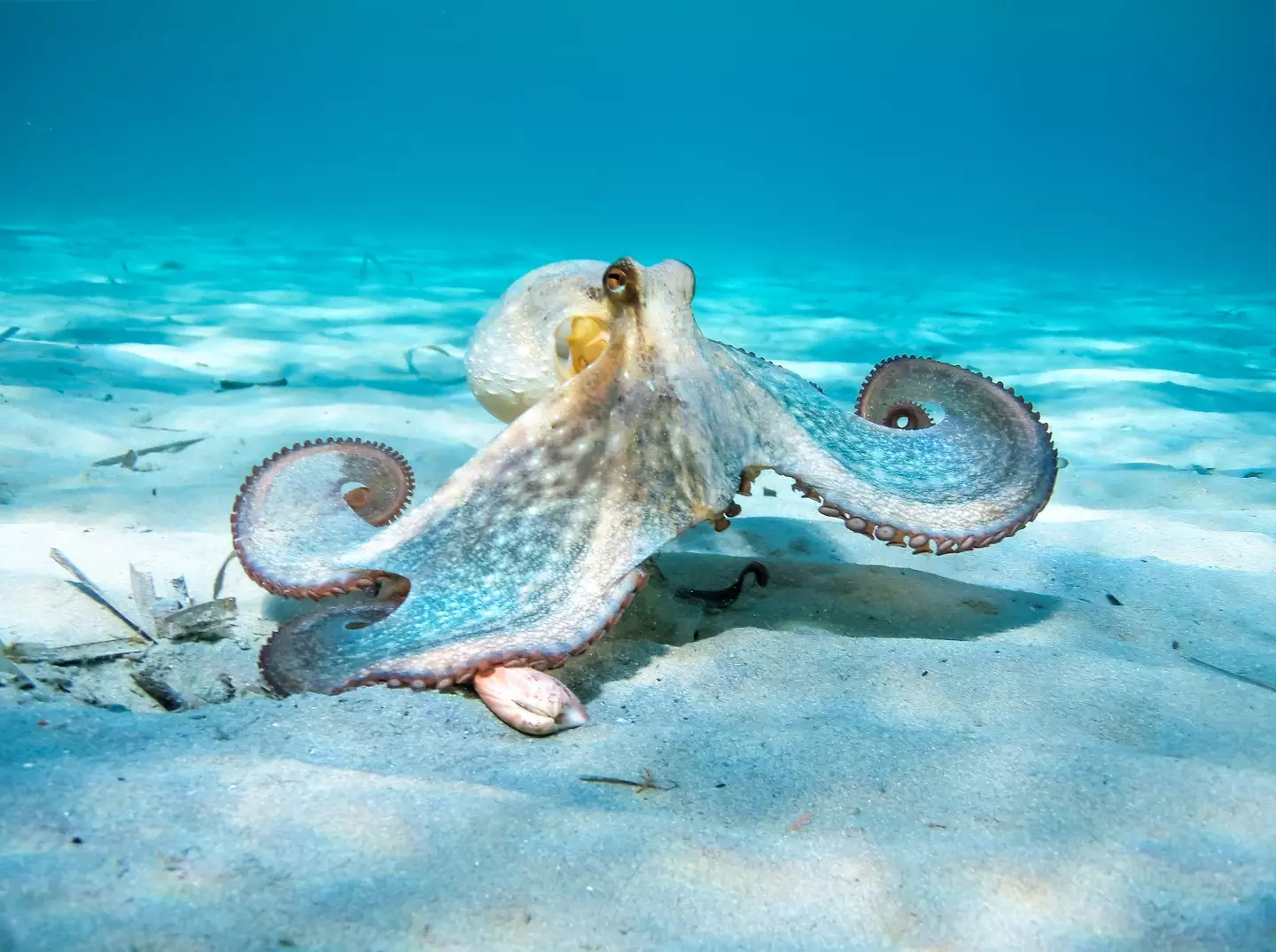 The site reaches much higher temperatures than regular deep-sea climates. (Getty Stock Image)