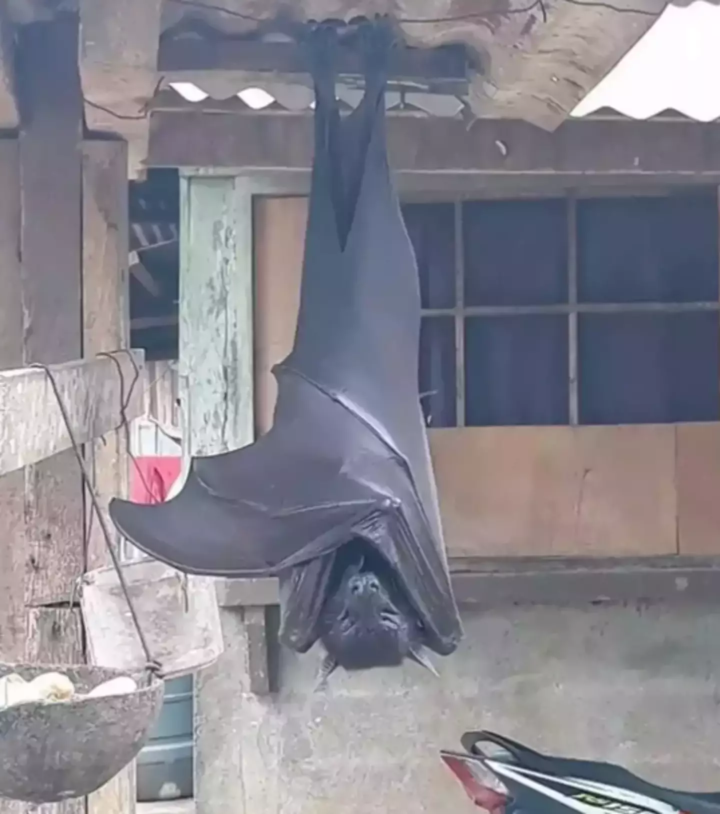 The large bat looks pretty big, and has a wingspan as wide as some people are tall (X/@AlexJoestar622)