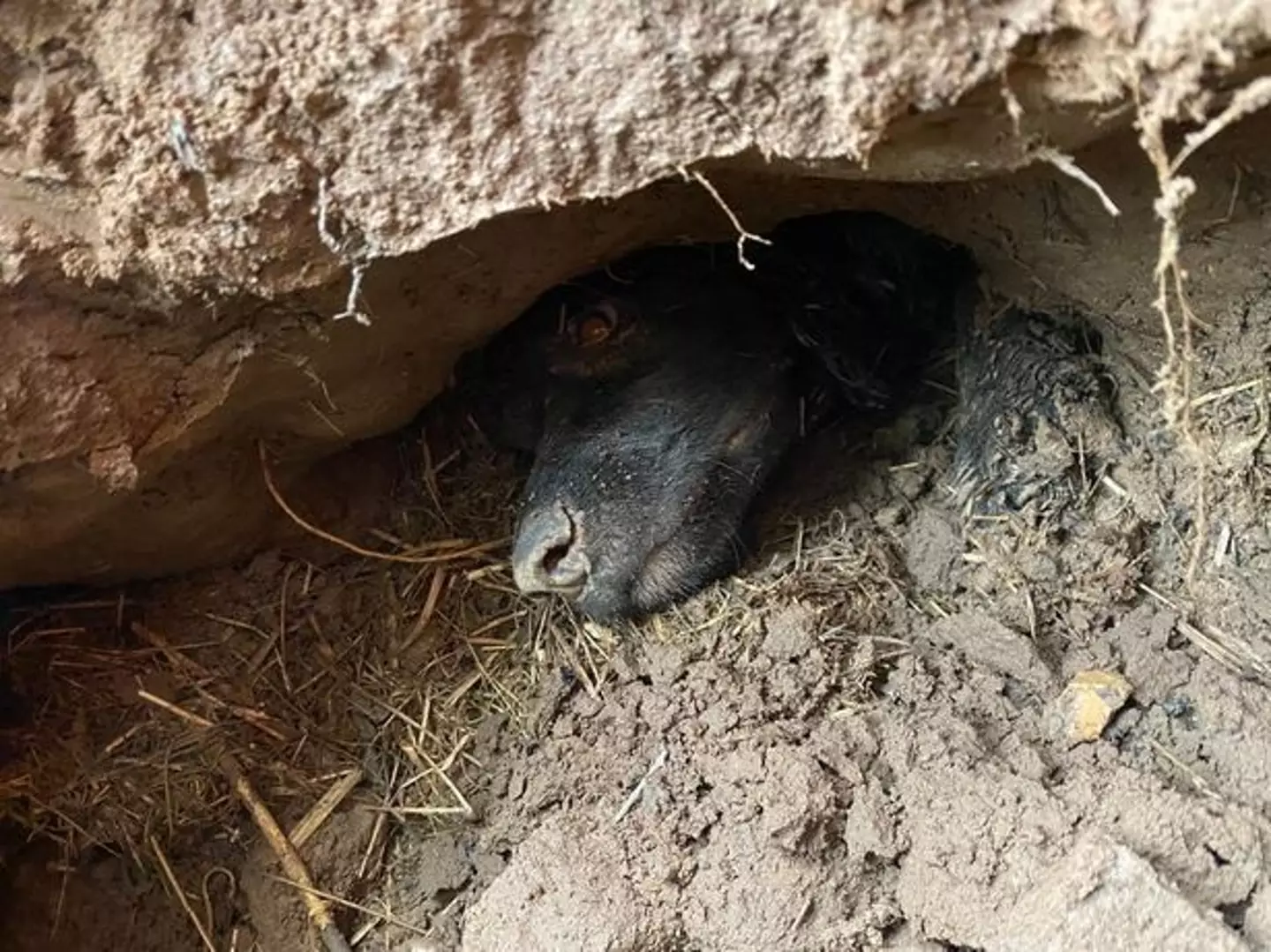 Winston as he lay await for rescue.