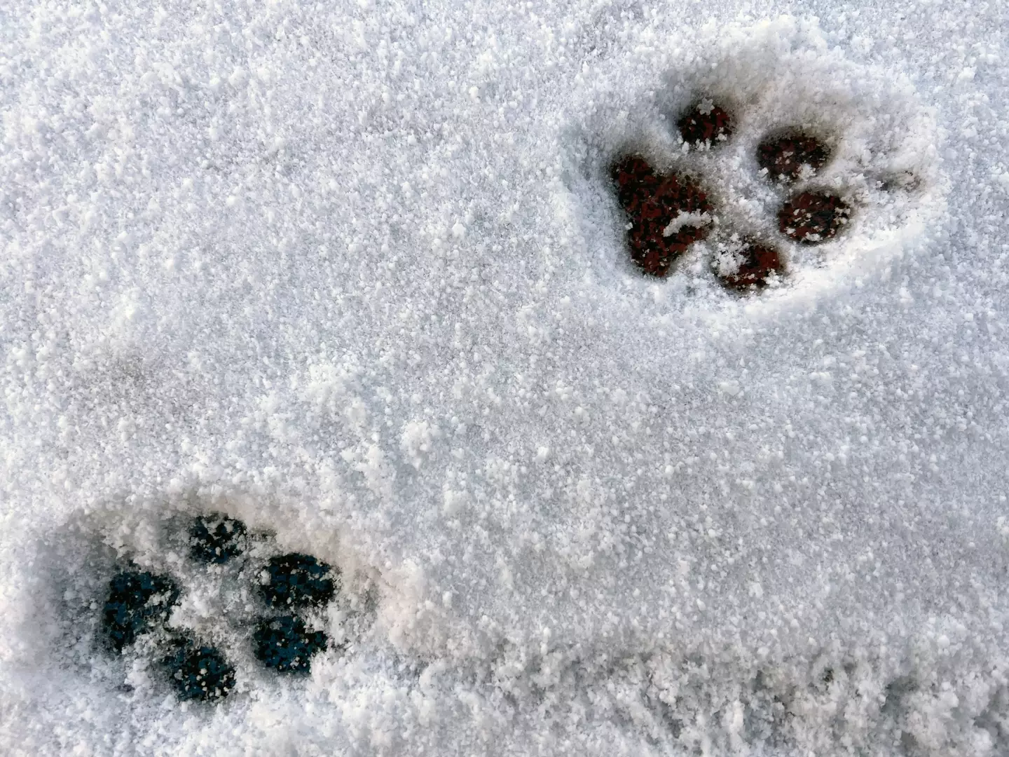 Buying shoes for your dog may also help to keep their paws warm.