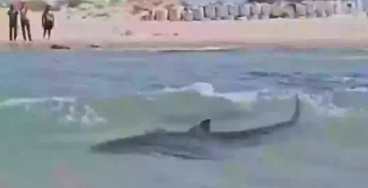 The shark would go on to attack and kill a man (X)