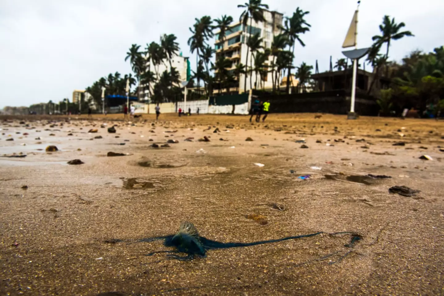 The Coastguard has urged people to avoid any contact with the creatures (Pratik Chorge/Hindustan Times via Getty Images)