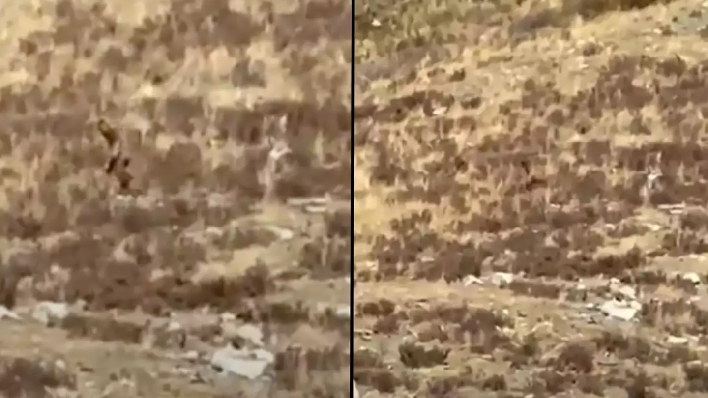 Bigfoot expert points out surprising detail after 'creature spotted sneaking through mountains'