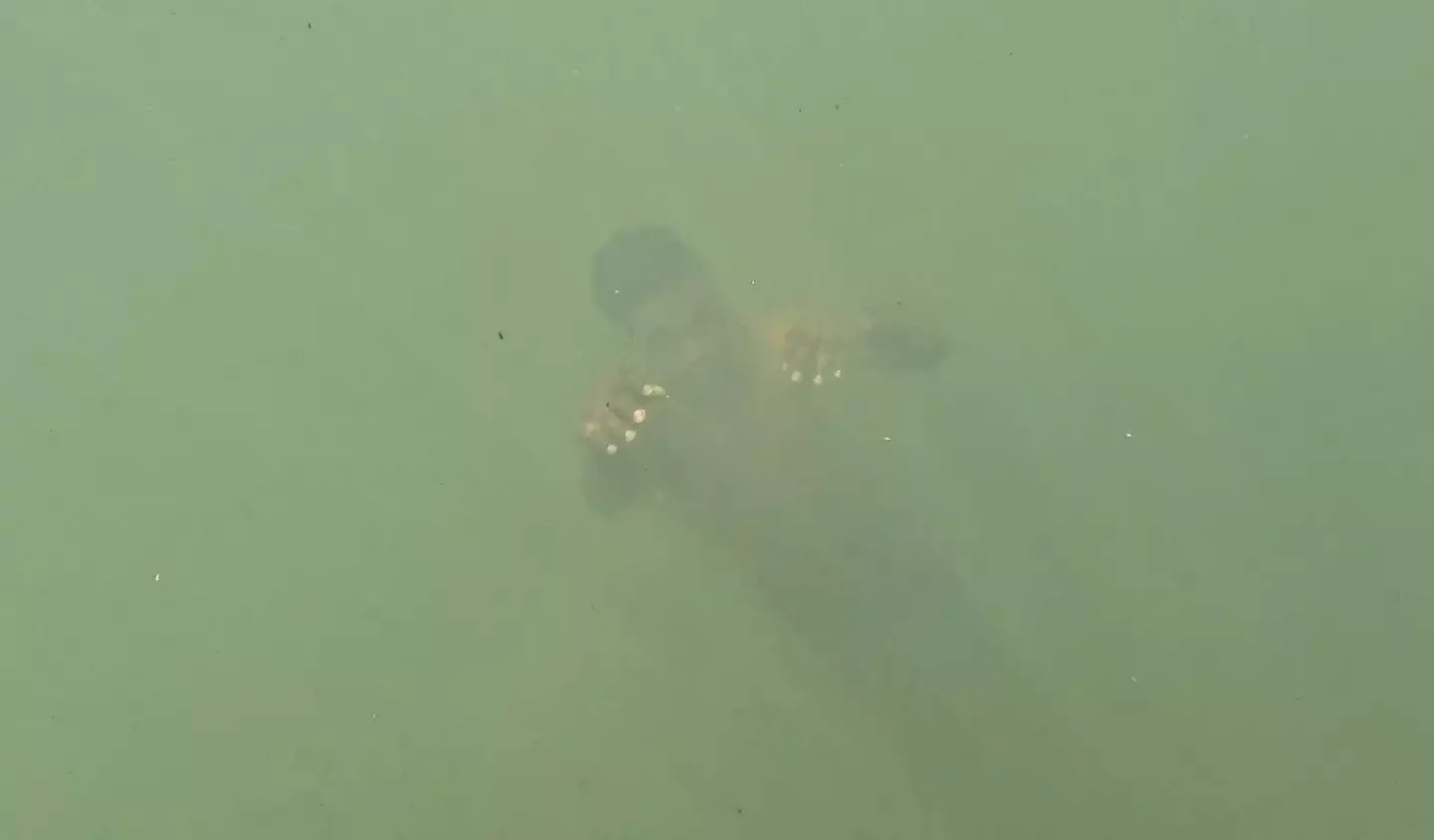 She captured the extraordinary rescue on her GoPro (SWNS)