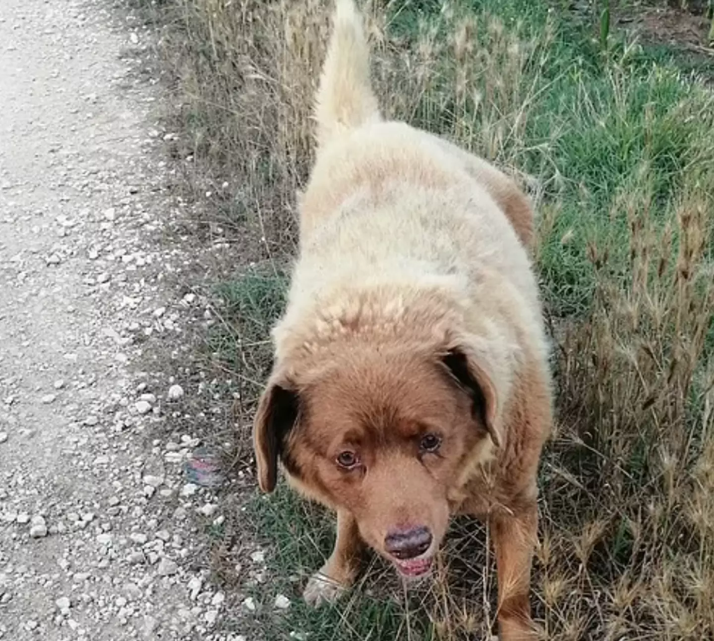 Bobi on the farm.
