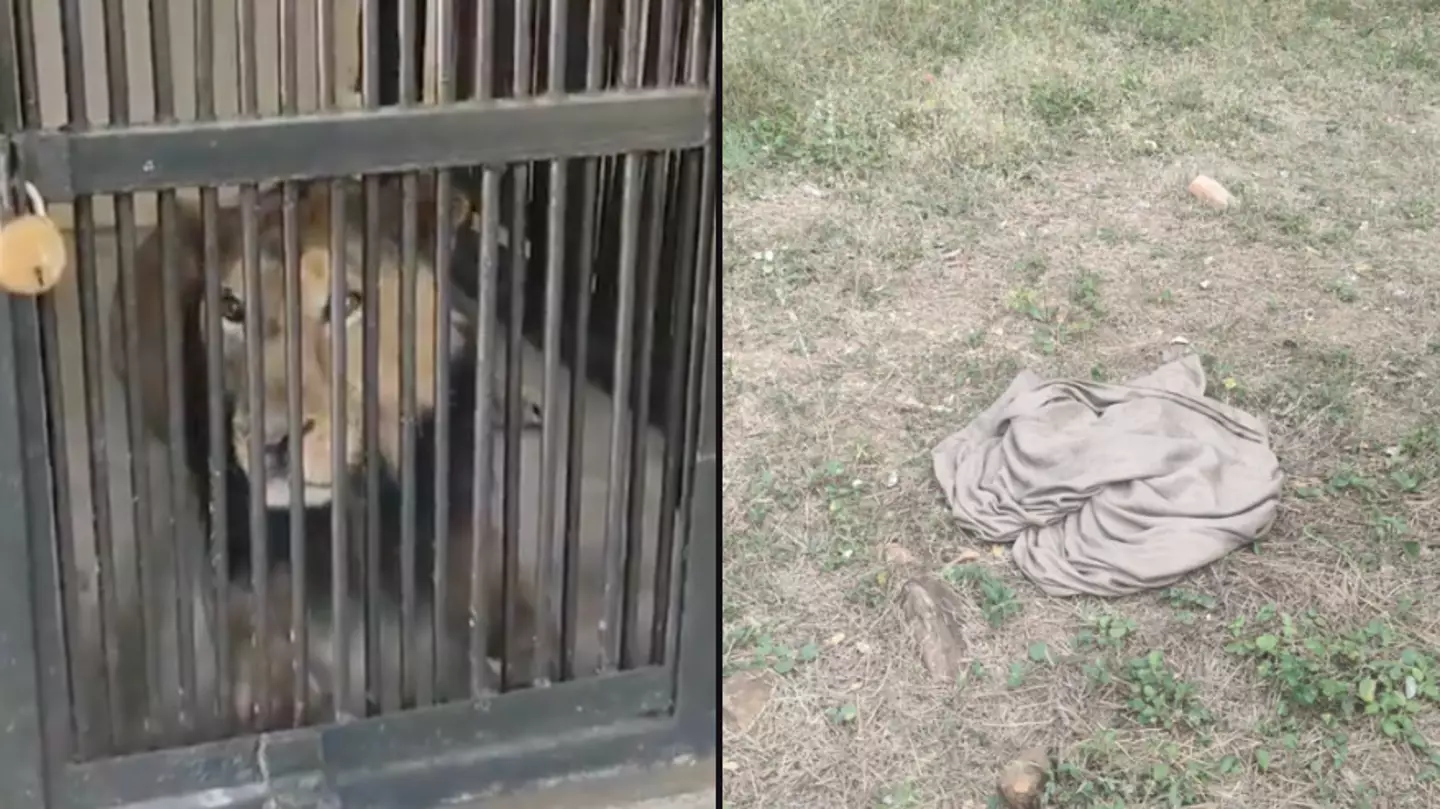 Man killed by lion after jumping in enclosure trying to take selfie