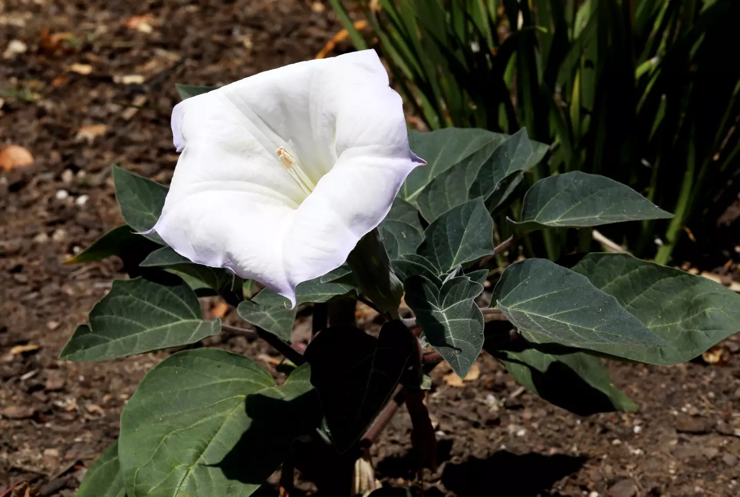 There are various species of datura.
