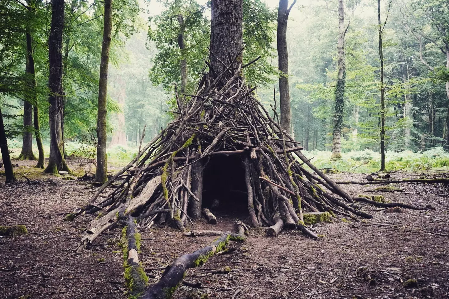 Teacher explains why there are sometimes dens made out of large sticks ...