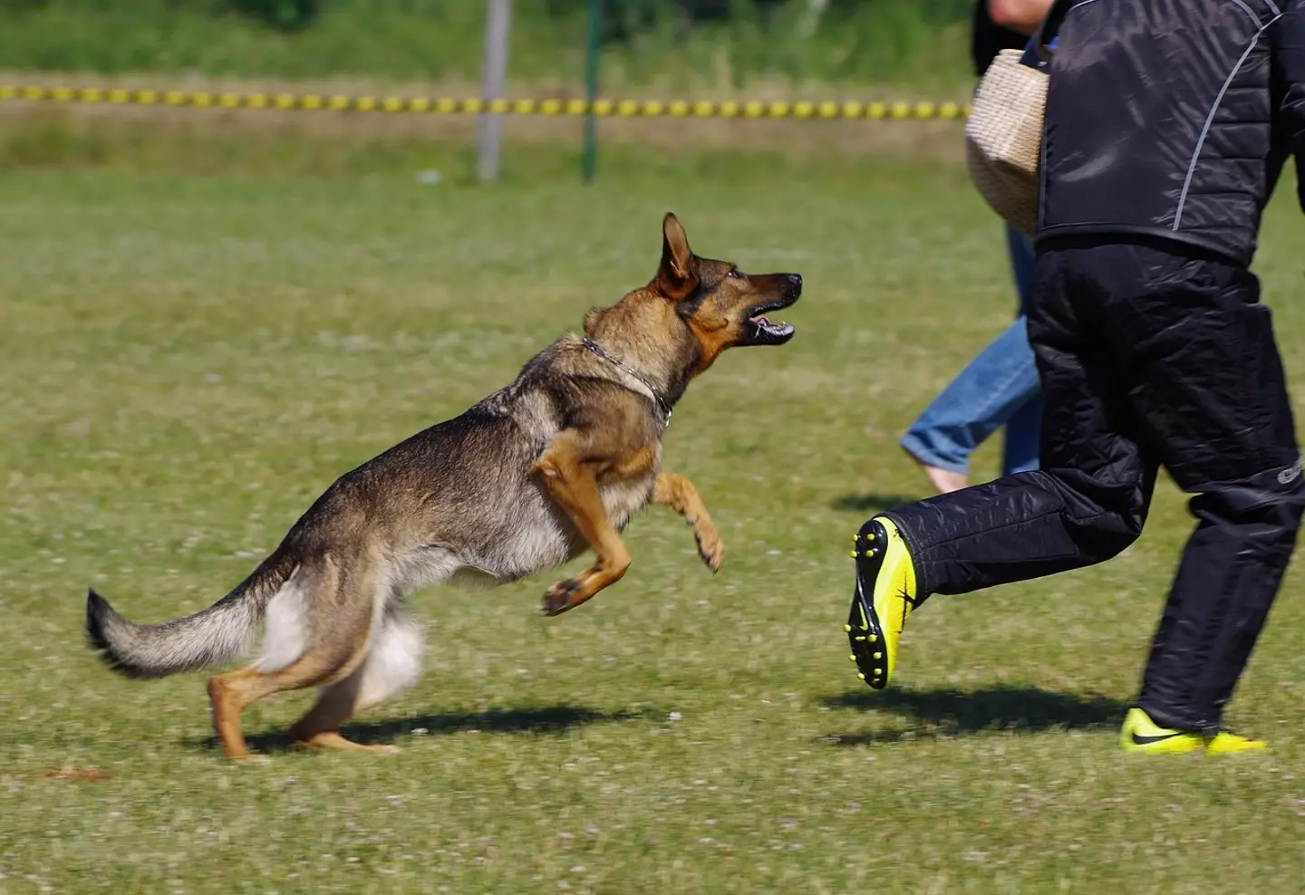 An expert has explained what to do if a dog attacks.