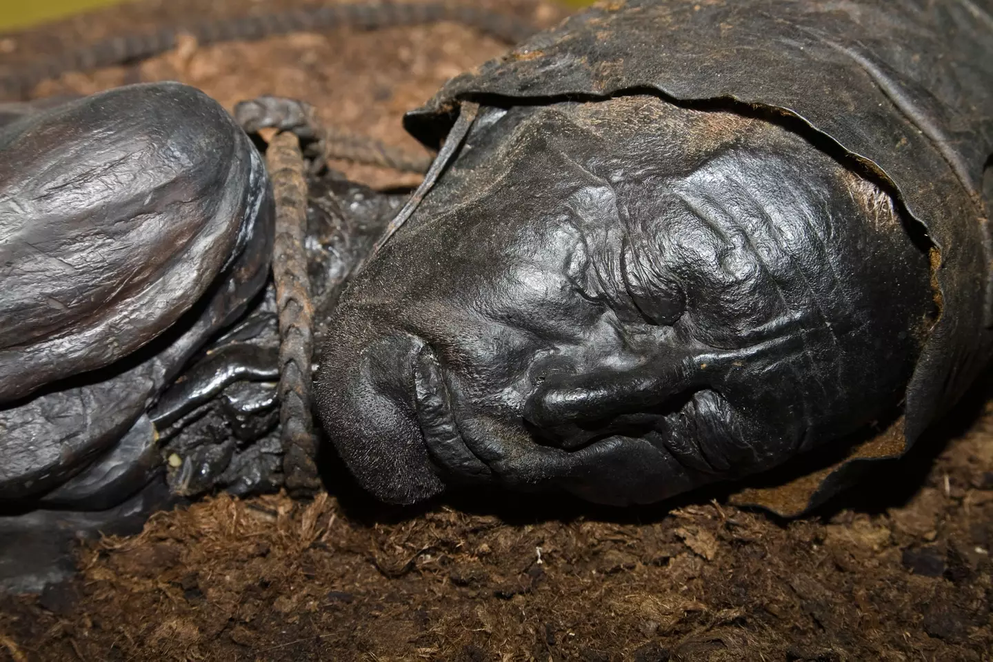 The remains were first discovered in a Danish bog back in 1950.