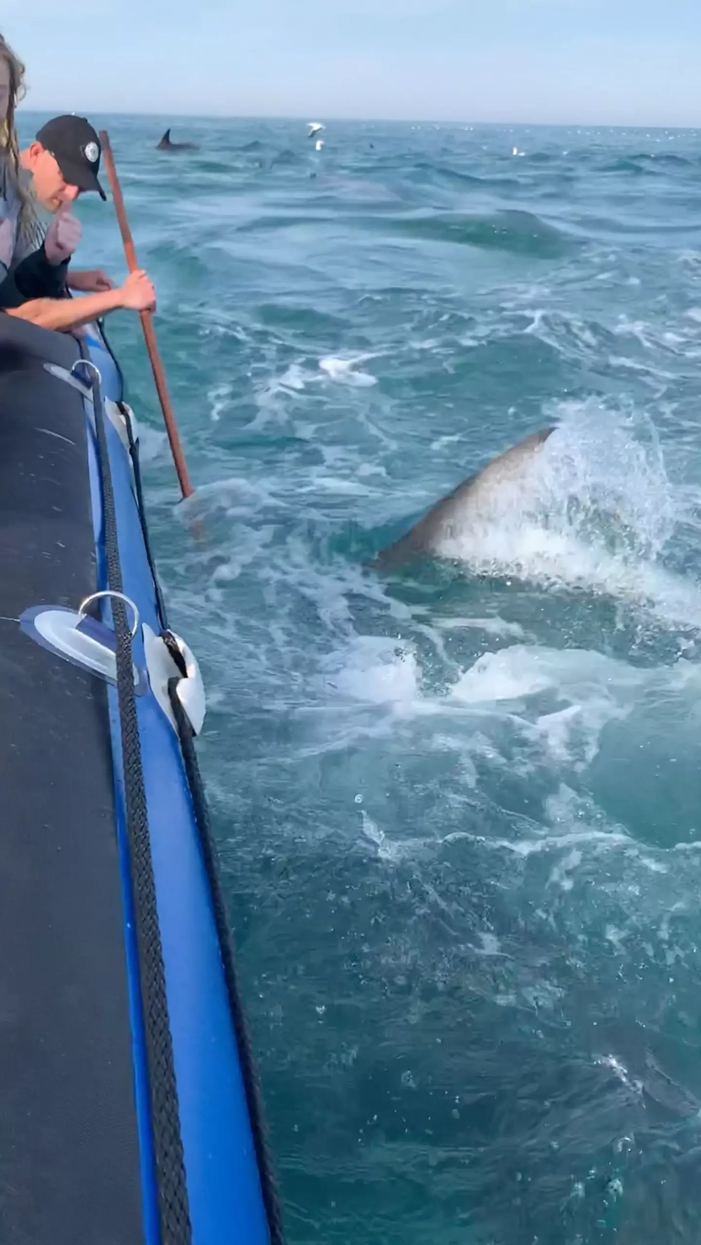 The shark managed to deflate part of the boat.