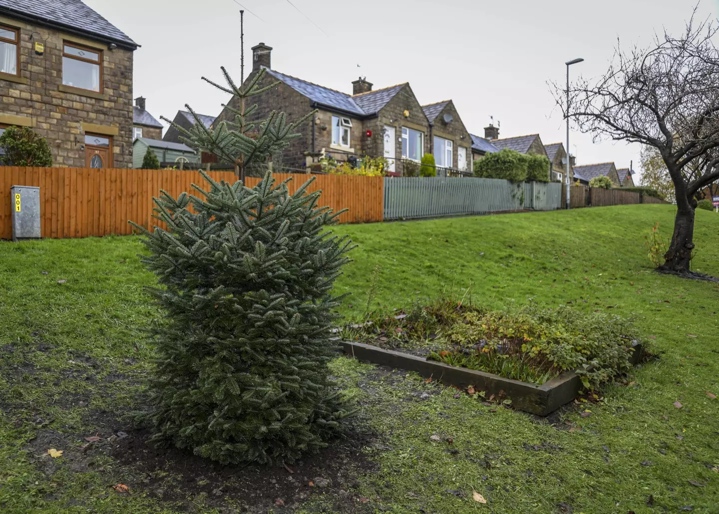 They say that size doesn’t matter, but when it comes to Christmas trees… Well, the bigger, the better.