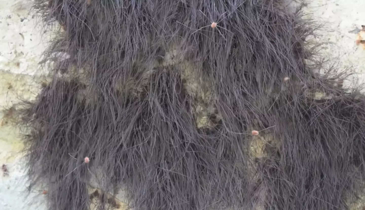 It turned out that the 'twigs' were actually the legs of a host of harvestmen (YouTube/Pedaling Pictures)