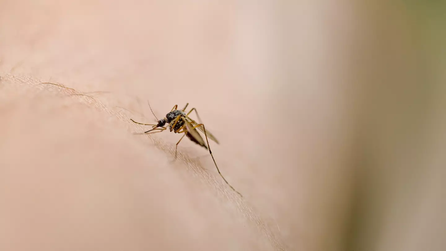 Scientists think one thing causes you to get more mosquito bites than other people