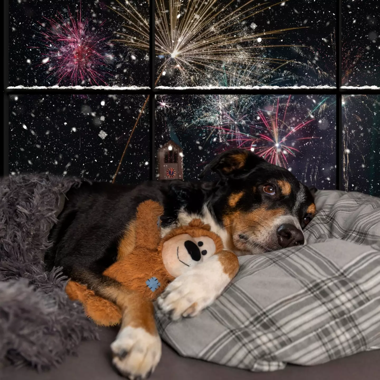 Let your dog take shelter when the fireworks start and be there for them if they want to play with you.