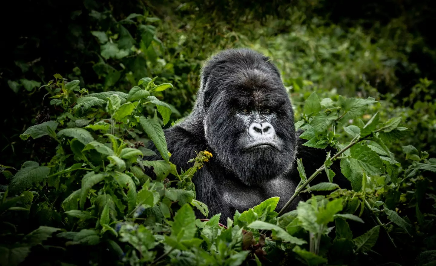 Could 100 men take on a gorilla? (Getty Stock)