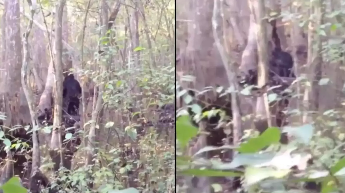 Man spots Bigfoot and captures 'best footage ever recorded'