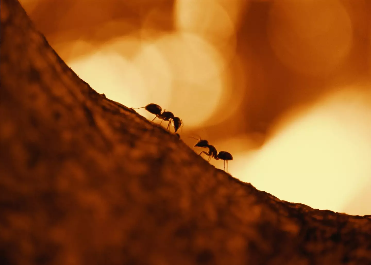 The ants had to move 40 tonnes of dirt to build the city, each trip was the equivalent of a human carrying four times their weight for a kilometre.